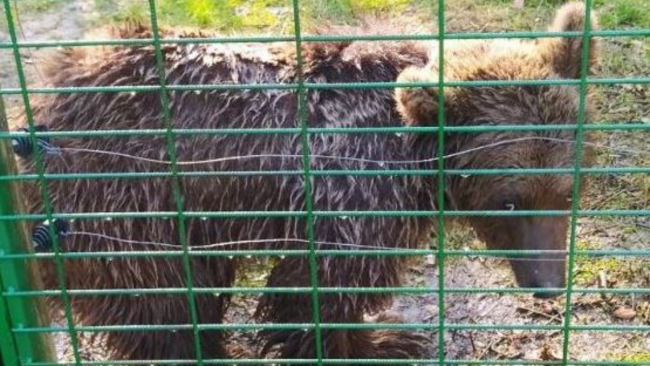 Kazada ağır yaralanan bozayı tedavi edilerek doğaya bırakıldı